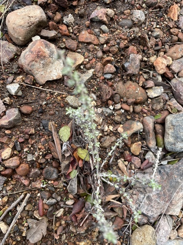 Eriophyllum confertiflorum, 2026-10-12