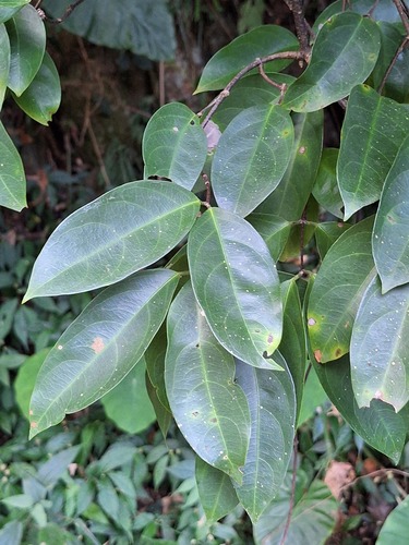 Hiptage benghalensis observed 2026-10-17