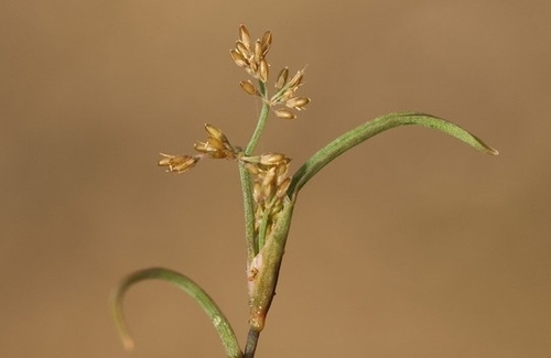 Coleanthus subtilis observed 2026-10-18