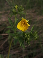 Potentilla chrysantha
