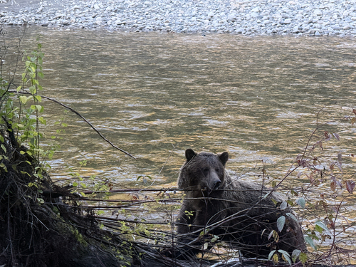 Grizzly Bear sighting near Central Kootenay