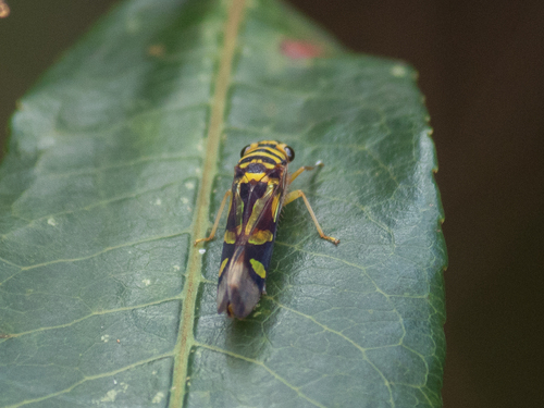 Dilobopterus vicinus
