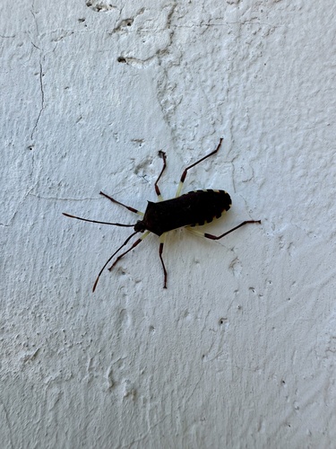 Plinachtus bicoloripes