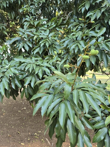 Litchi chinensis observed 2026-10-19