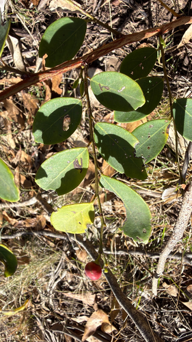 Breynia oblongifolia observed 2026-10-19