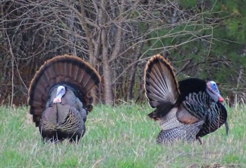 Wild Turkey photographed in Vermont