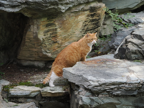 Domestic Cat