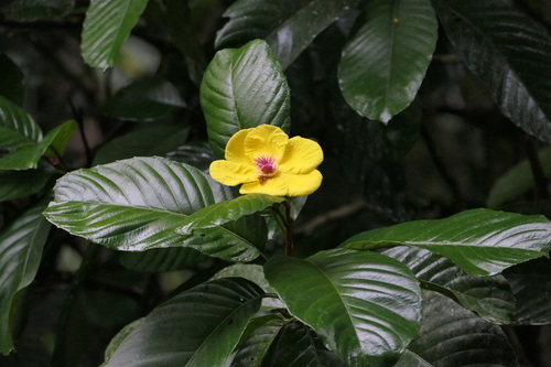Dillenia excelsa observed 2026-09-02