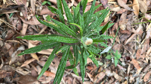 Coronidium rupicola observed 2026-10-16