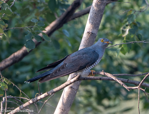 iNaturalist image