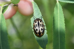 Chrysomela texana