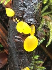 Guepiniopsis