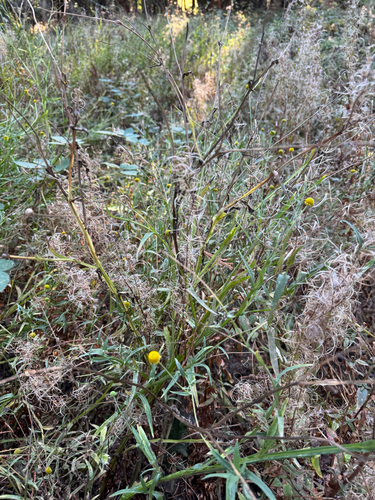 Helenium puberulum, 2026-10-18