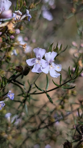 Westringia eremicola observed 2026-10-19