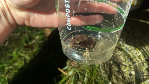 Eleutherodactylus coqui observed 2026-10-18