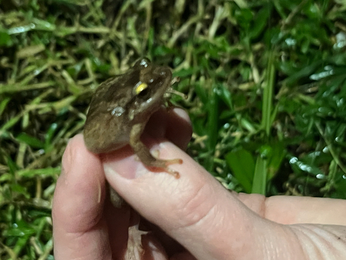 Eleutherodactylus coqui observed 2026-10-18