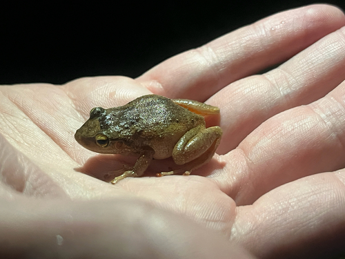 Eleutherodactylus coqui observed 2026-10-18