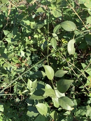 Pristimera longipetiolata