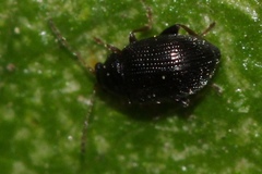 Epitrix cucumeris