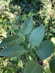 Pristimera longipetiolata