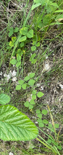 Rhynchosia minima observed 2026-10-18