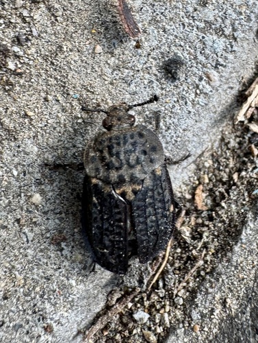 Thanatophilus rugosus
