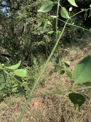 Pristimera longipetiolata