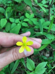 Ranunculus fascicularis