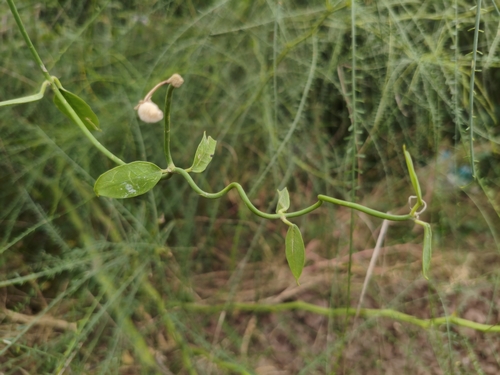 Funastrum clausum, 2026-10-17