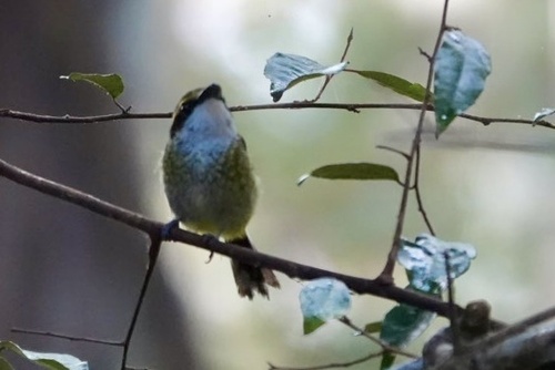 Machaerirhynchus flaviventer observed 2026-10-19