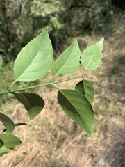 Pristimera longipetiolata