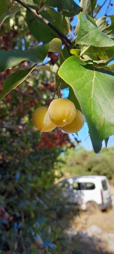 Styrax observed 2026-10-18