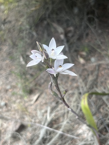 Thelymitra longifolia observed 2026-10-19