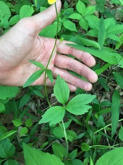 Ranunculus fascicularis