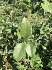 Pristimera longipetiolata