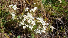 Leptosiphon floribundus glaber