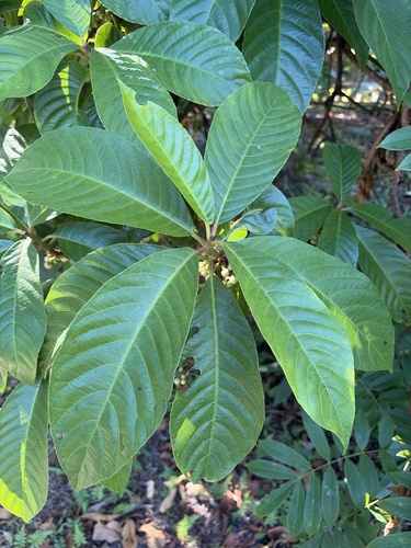 Saurauia observed 2026-10-19