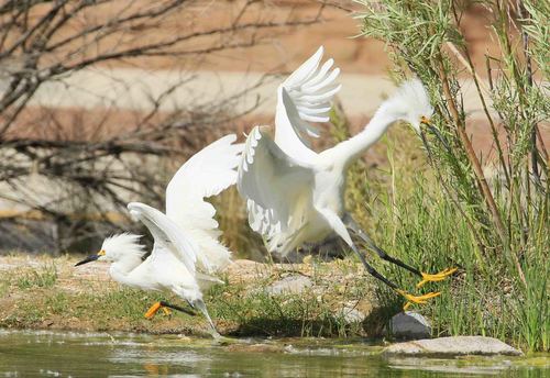 Snowy Egret photographed in New Mexico