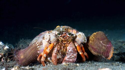 Dardanus pedunculatus observed 2026-09-30