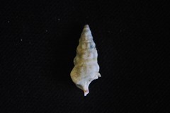 Cerithium citrinum