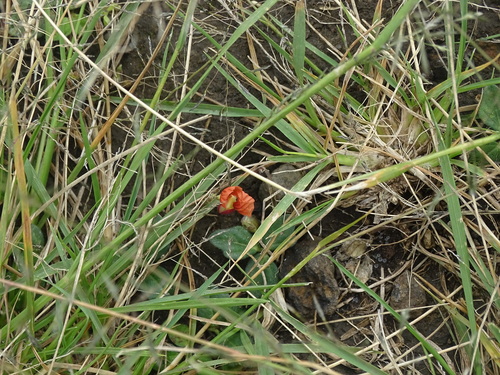 Macroptilium gibbosifolium, 2026-10-11