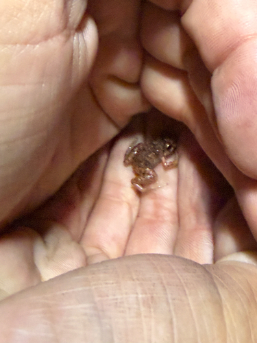 Eleutherodactylus planirostris observed 2026-10-18