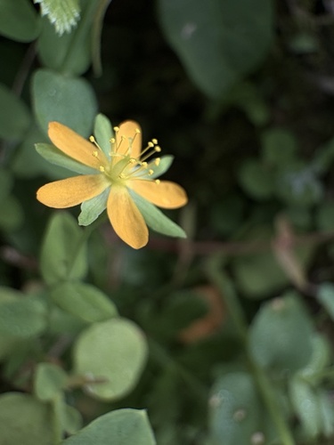 Hypericum japonicum observed 2026-10-19