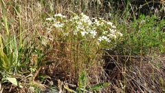 Leptosiphon floribundus glaber