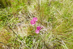 Sidalcea malviflora malviflora