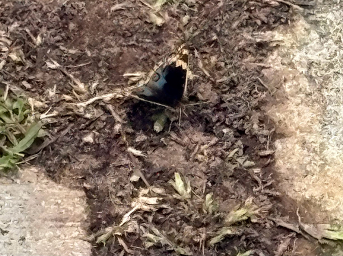 Junonia orithya