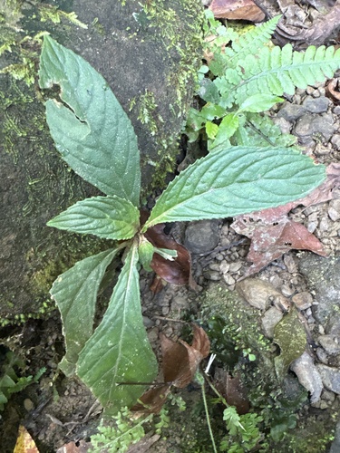 Rhynchotechum discolor observed 2026-10-19