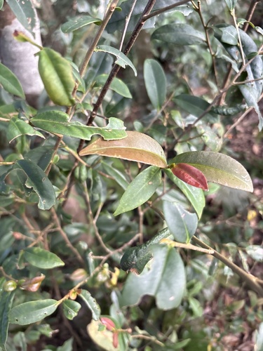 Adinandra observed 2026-10-19