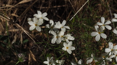 Leptosiphon floribundus glaber