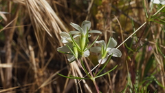 Leptosiphon floribundus glaber